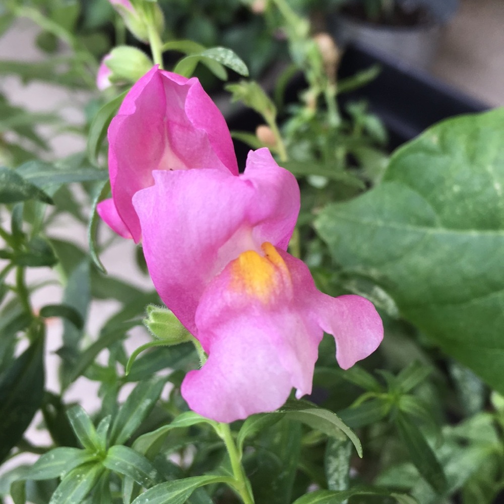 Meet your Posher, Christine